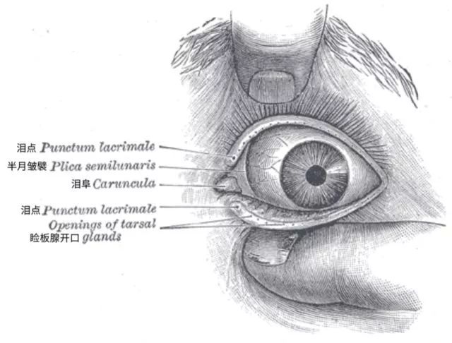 不过,人类以及大部分灵长类动物的第三眼睑都退化成了 半月皱襞,这是