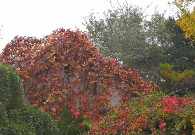 中国大学人数排名_中国大学排名终极PK前十大陆与港台平分秋色