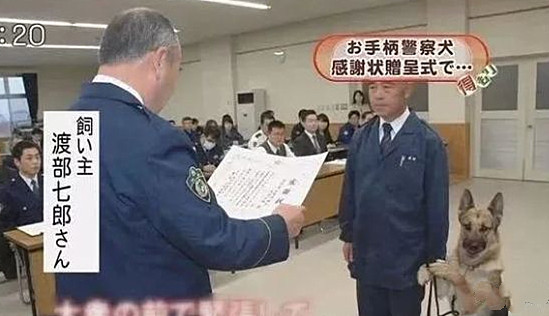 功勋警犬上台领奖 本来气氛挺严肃 看到它的举动都忍不住憋笑 腾讯新闻