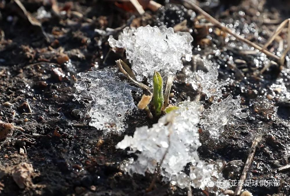 立春为节,雨水为气. 东风解冻,雪化为雨.