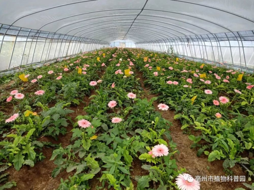 亳州市植物科普园将建成开放,更多植物科普关注这里