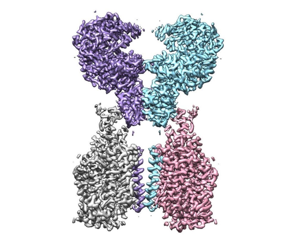 西湖大学冷冻电镜解析新冠病毒细胞受体结构:开关双构象