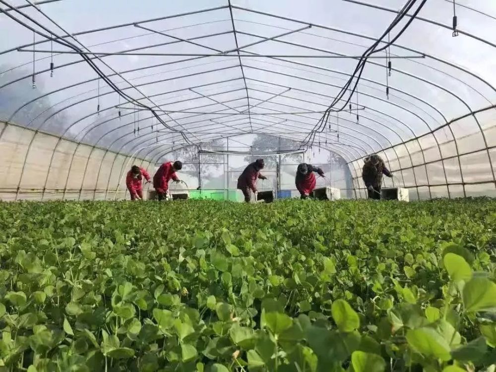 1000 - 【新民晚报】网上开学、网下复工，上海的城市活力正在有序复苏