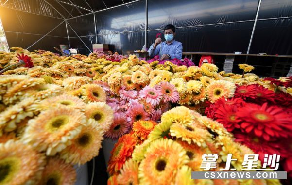 免费采摘 长沙县这个花卉基地 50亩太阳花正绽放 地址就在 腾讯新闻