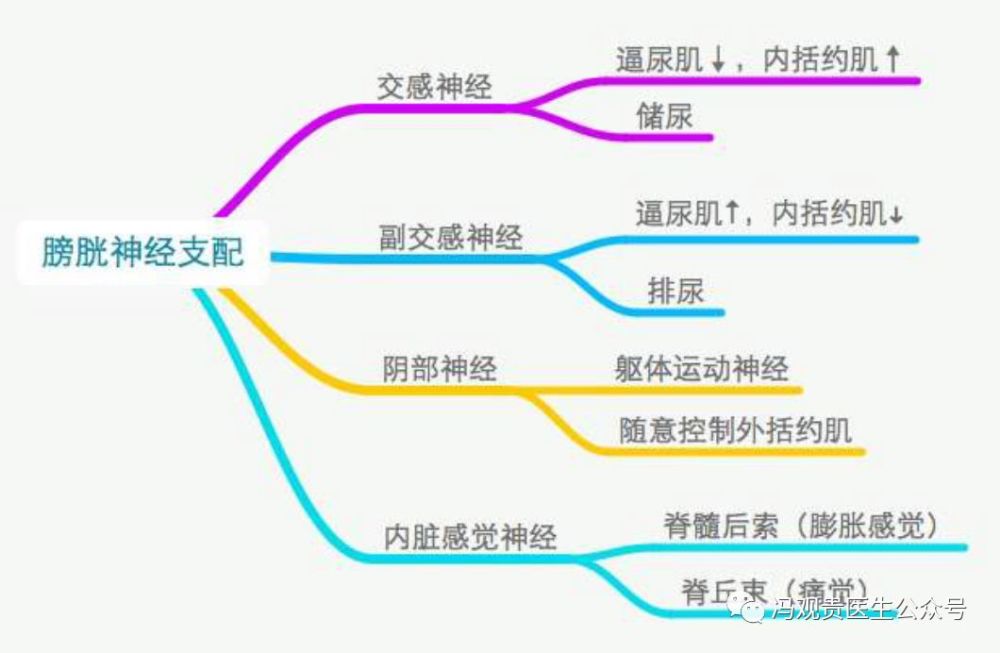 排尿障碍之脑血管意外后的神经源膀胱