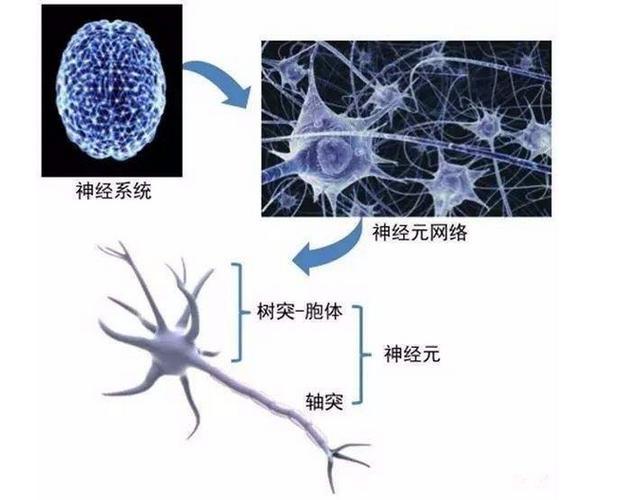 形成"树突"和"突触",形成发达的神经网络