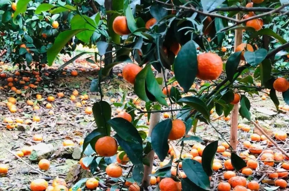 砂糖橘无人收购留树落果种植户欲哭无泪