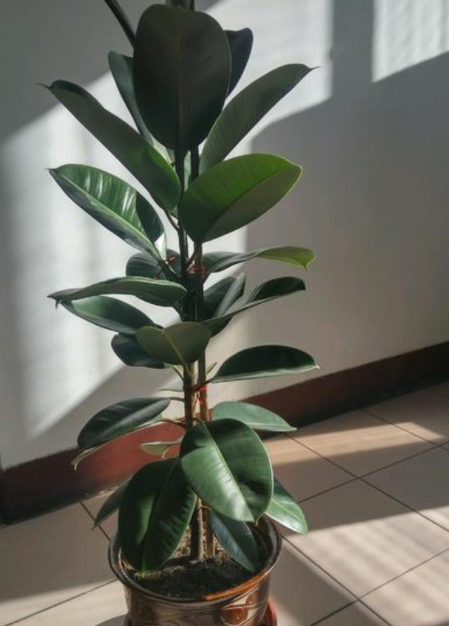 橡皮树不长分枝太难看夏季修剪打顶最佳季节分枝多株型美