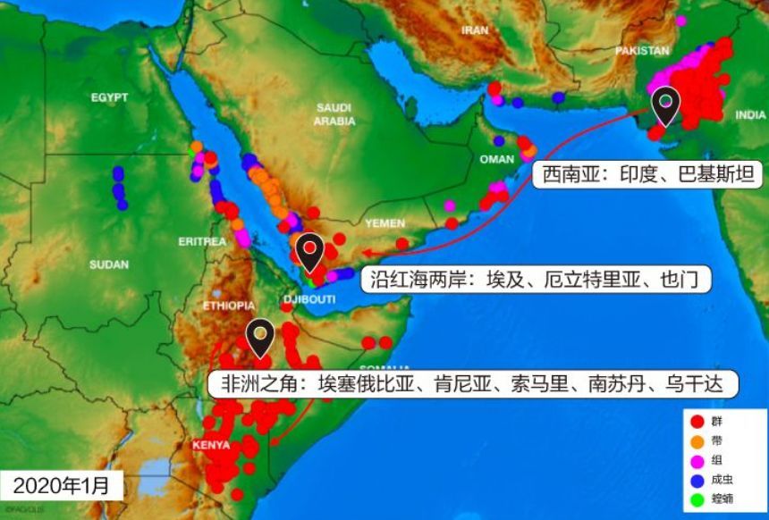 联合国粮农组织2020年1月发布的不同形态蝗虫分布图