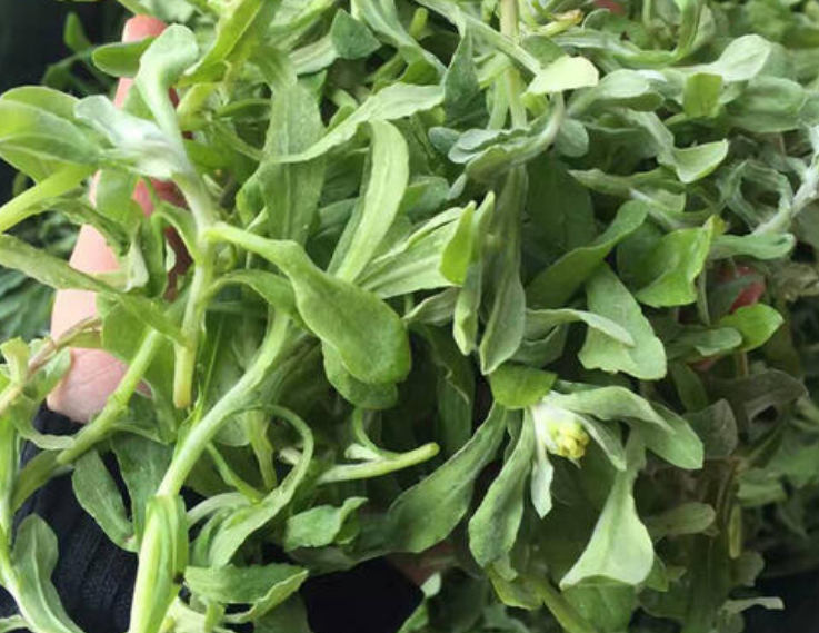 二月这种野菜最当时比艾叶还香软化血管咳嗽不咳了