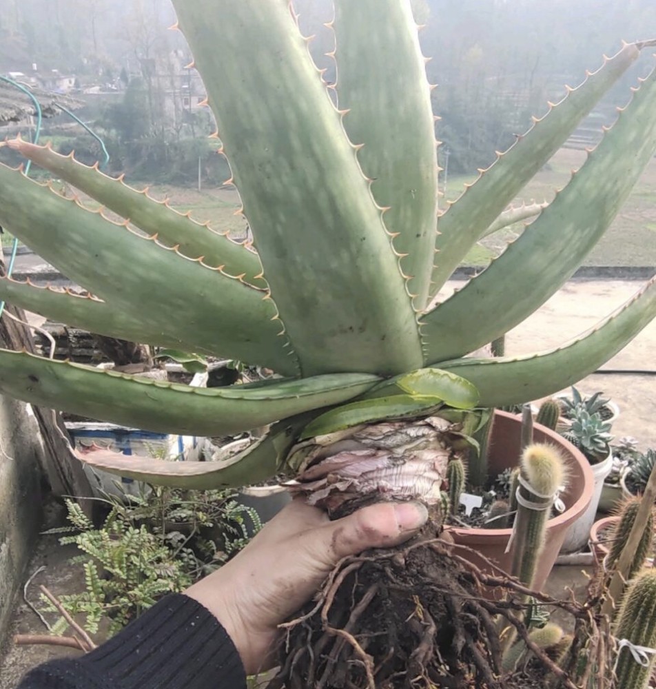 养了10年的芦荟冠幅1米宽养护注意3点花箭呼呼冒