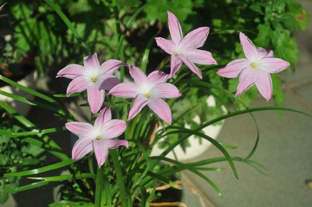 山里的野花野草也好看 这种花叫风雨兰 随便开花爆盆 腾讯新闻