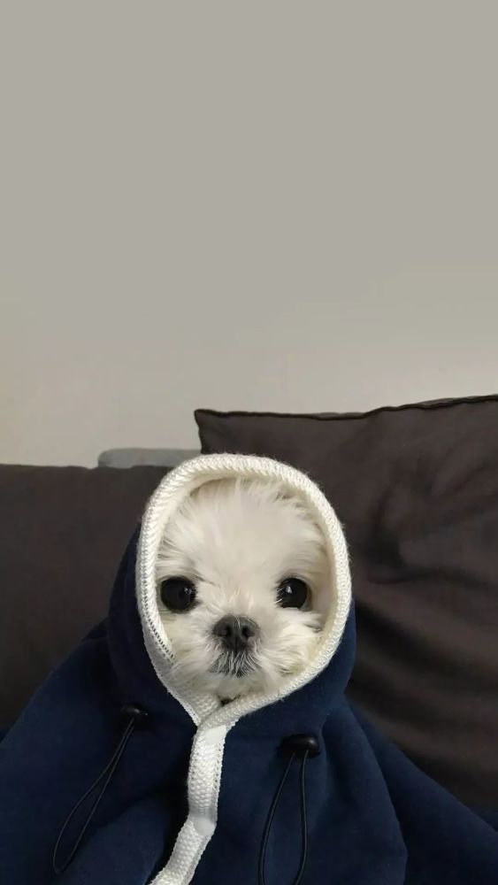 可爱小动物壁纸 猫猫狗狗高清壁纸 腾讯新闻