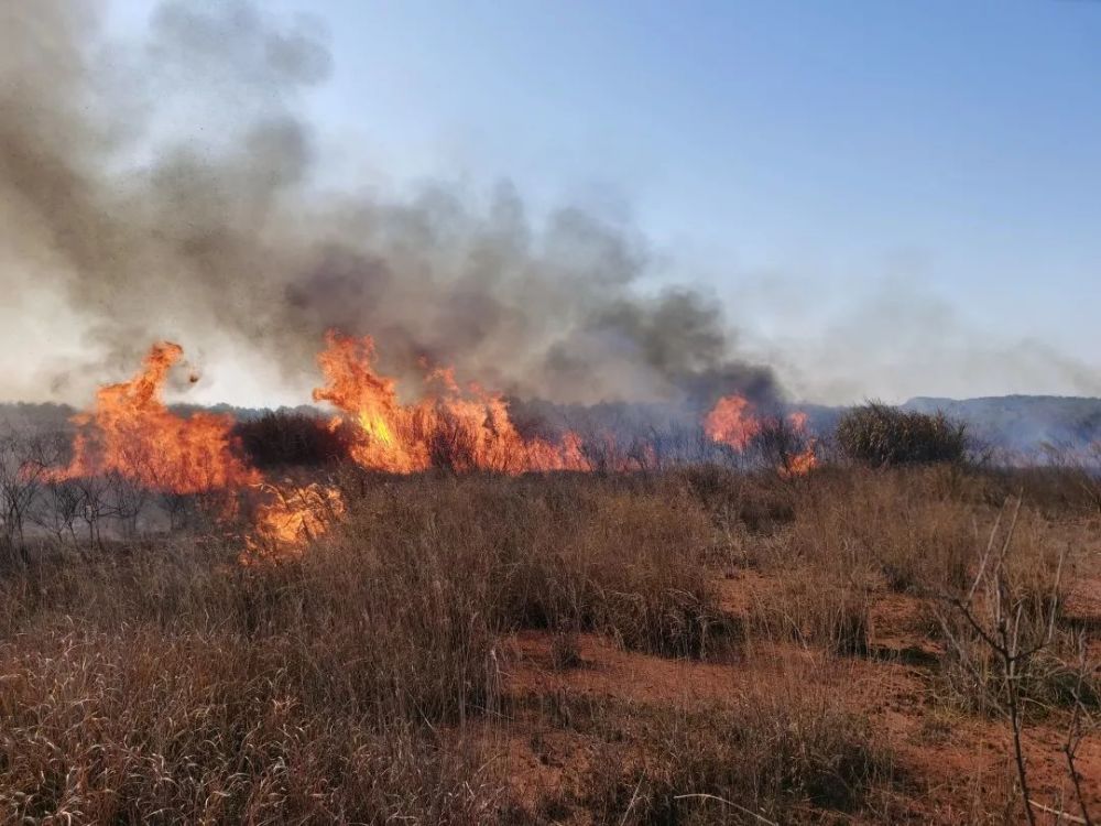 贵溪一乡村树木起火,贵溪消防成功处置!农村防火不容忽视!