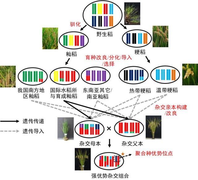 北京大学邓兴旺何航团队杂交水稻杂种优势形成遗传机制