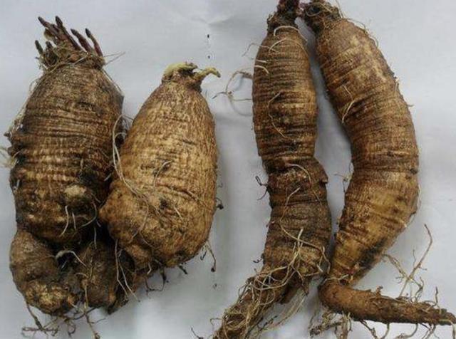 在山坡下遇到1种四叶参请保护根茎值钱也不多见