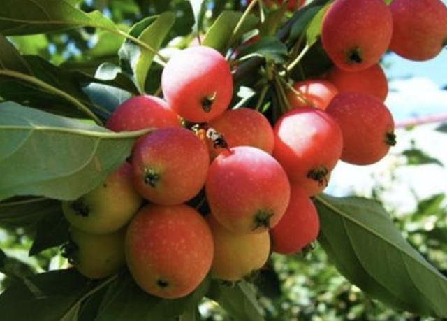 其实大部分野生的植物都会在野外生长,像毛地黄,车前子,酢浆草,三叶草