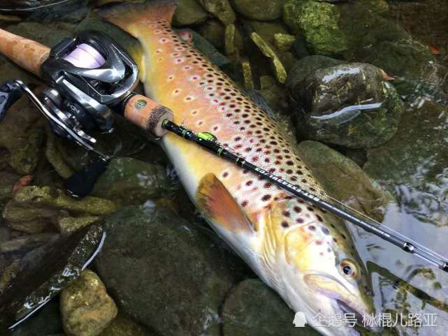 带你了解路亚的鱼竿,挑选适合自己的工具|刺鱼|路亚竿|鱼竿|水滴轮