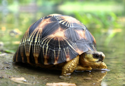 動物的壽命有長有短,是什麼決定了動物的壽命?