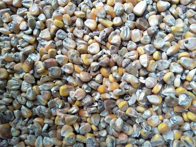 水泡库底发霉的小麦和玉米有人高价收购他们有什么用途