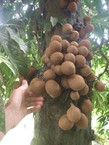 但据说这种水果非常稀有,所以只能在印尼当地品尝得到.