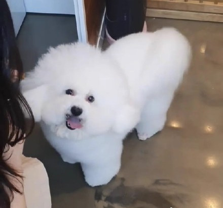 剃完毛变秃后vivi变样了