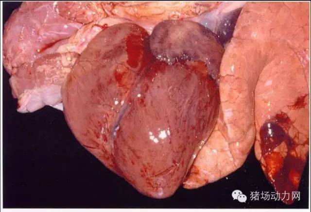 【技術】史上最全的豬肺部疾病解剖圖,你知道多少?