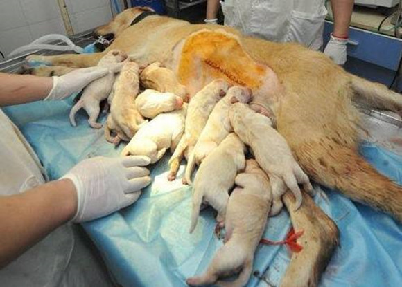 狗狗做完剖腹产,要不顺便做个绝育吧,小心得不偿失呀_腾讯新闻
