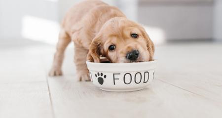 幼犬成长到什么时候 才适合改变饮食 它们该什么时候戒掉幼犬粮 腾讯新闻