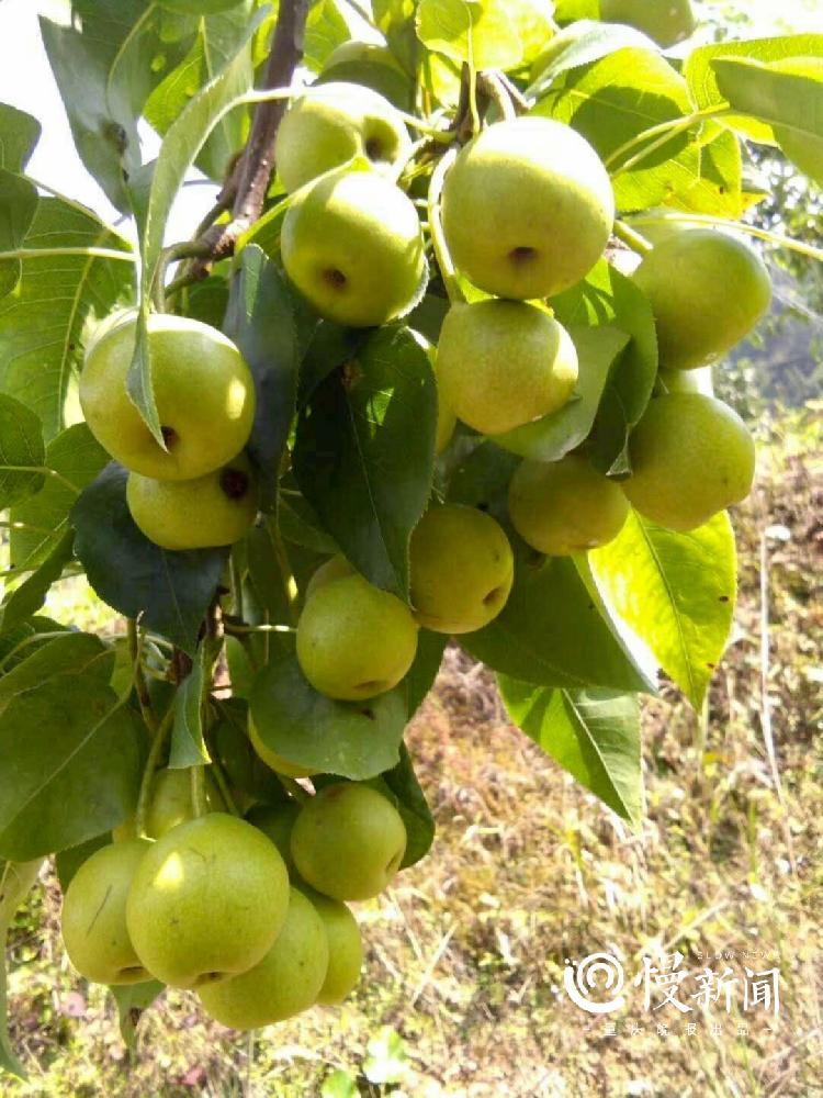 漫山梨花美如画村干部为何鸭梨山大