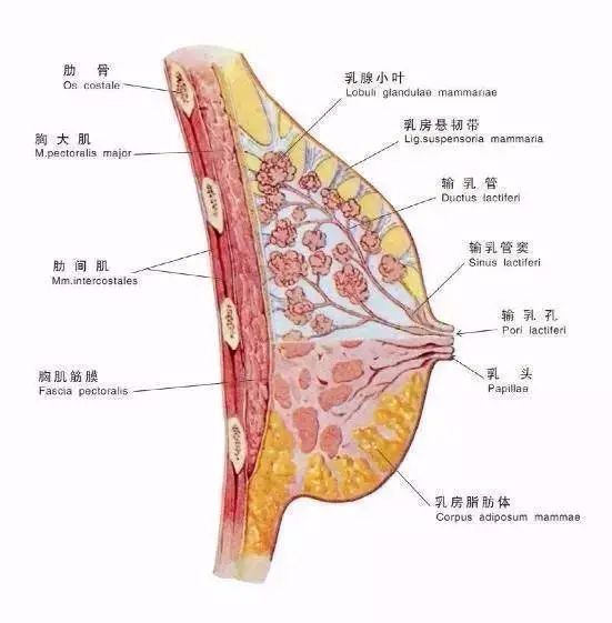 连泫雅都逃开了瘦身不瘦胸的命运!你当然也可以!