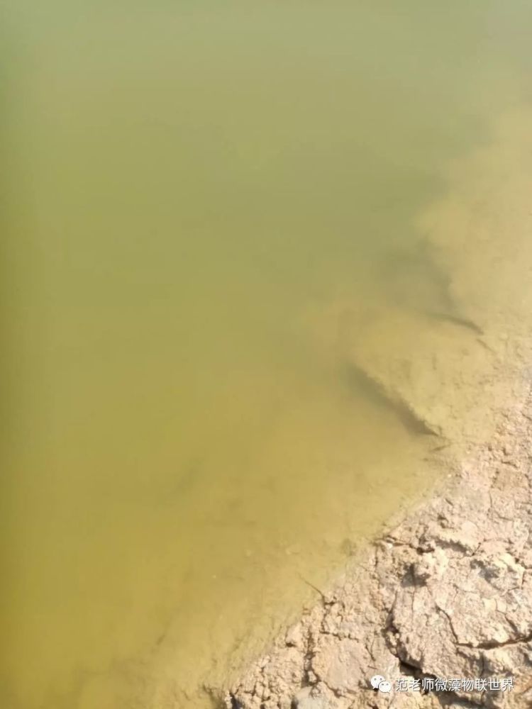 硅藻水硅藻水到底什么是硅藻水如何培养