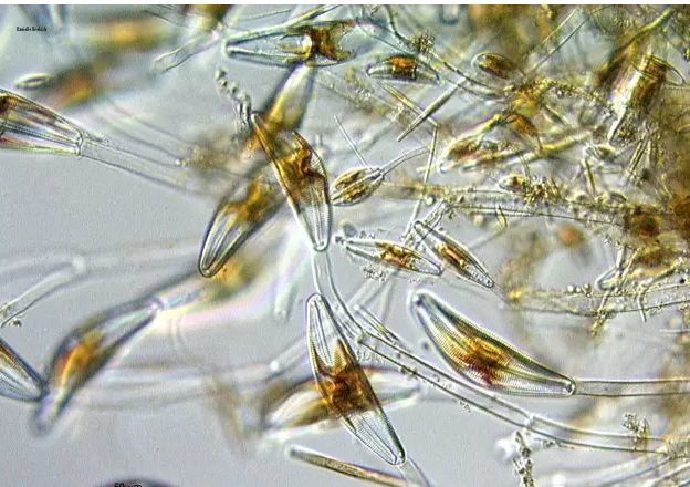 硅藻水硅藻水到底什么是硅藻水如何培养