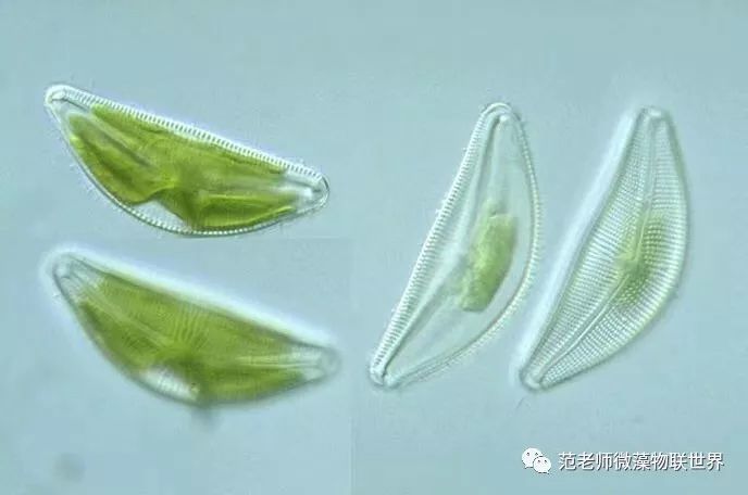 硅藻水硅藻水到底什么是硅藻水如何培养