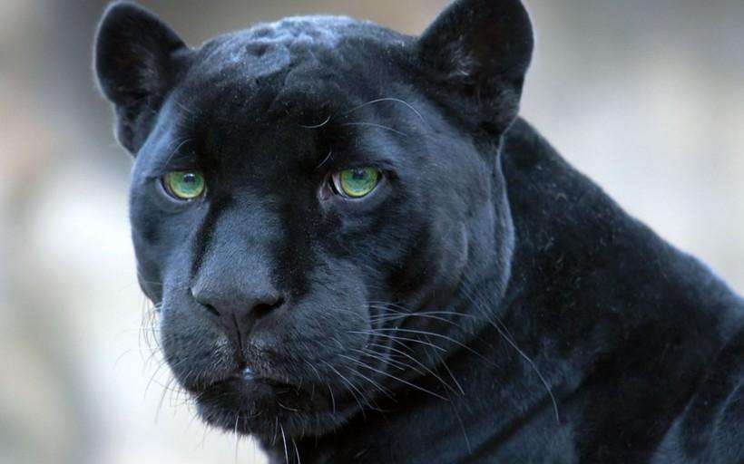 世界上最稀有动物之一,有生之年难得一见,寿命最长25年