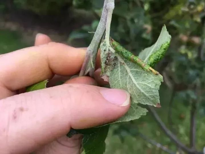 室内植物常见的5种虫害 用自制的杀虫剂就能清除 腾讯新闻