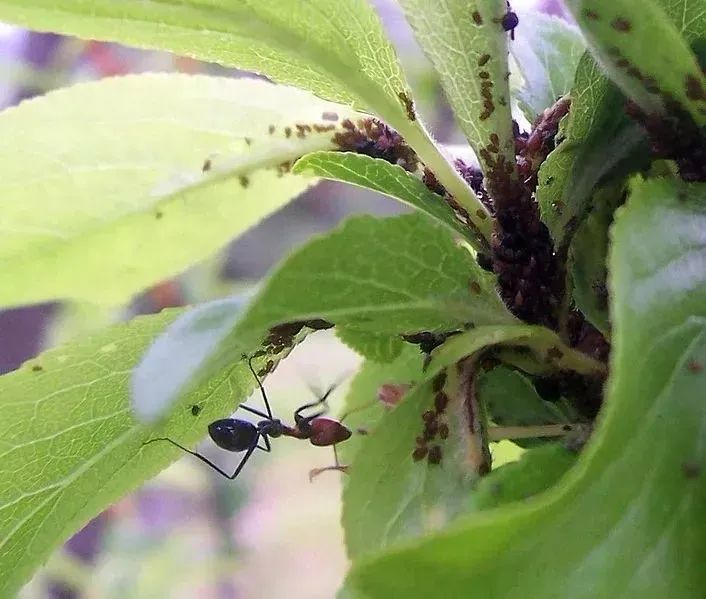 室内植物常见的5种虫害 用自制的杀虫剂就能清除 腾讯新闻