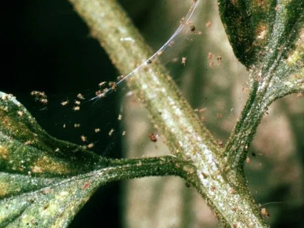 室内植物常见的5种虫害 用自制的杀虫剂就能清除 腾讯新闻