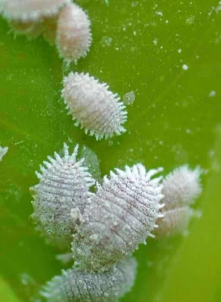 室内植物常见的5种虫害 用自制的杀虫剂就能清除 腾讯新闻