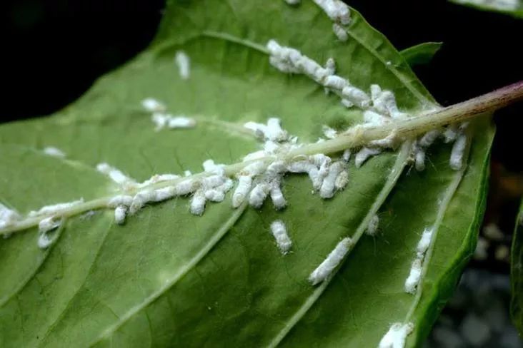 室内植物常见的5种虫害 用自制的杀虫剂就能清除 腾讯新闻