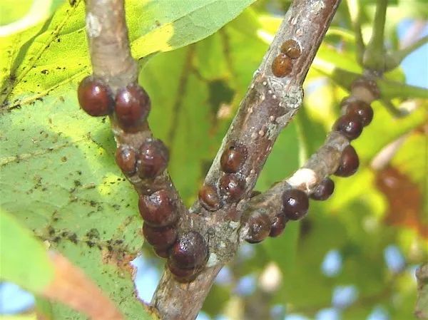 室内植物常见的5种虫害 用自制的杀虫剂就能清除 腾讯新闻