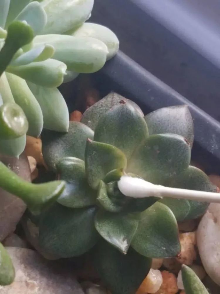 室内植物常见的5种虫害 用自制的杀虫剂就能清除 腾讯新闻