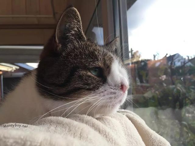 全网最丑猫咪大赛 差点没被这些照片笑死 长得都跟闹着玩似的 猫咪 铲屎官 布偶猫