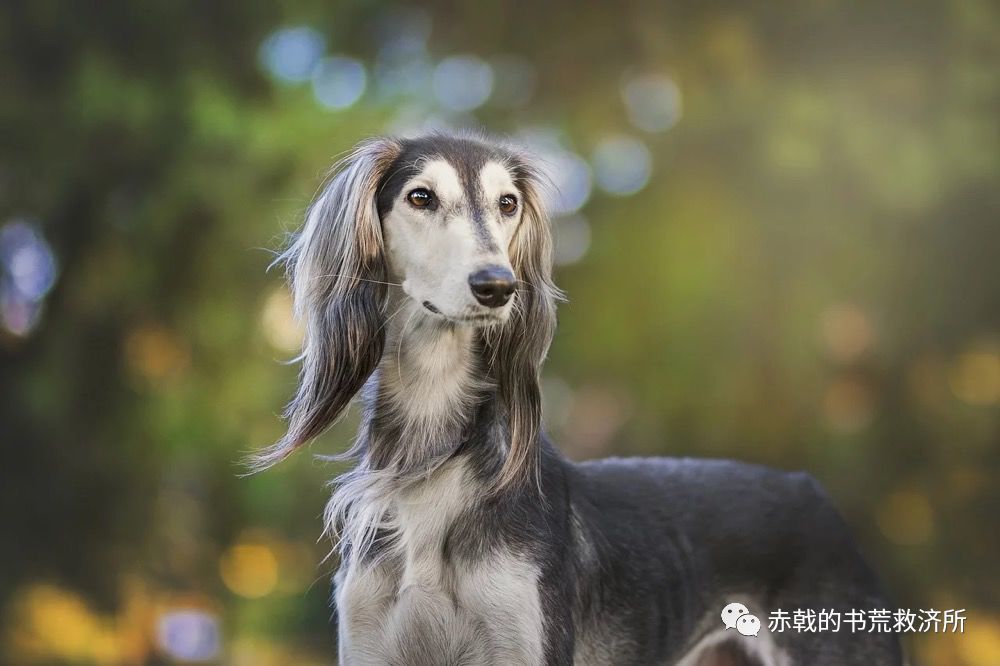 赤戟网文推书单第127期