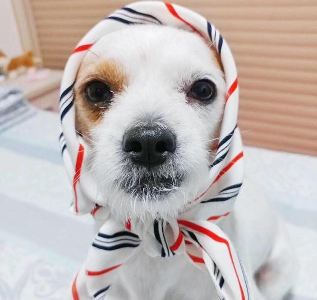 田园犬的逆袭 周游世界 高级餐厅吃饭 我第一次羡慕一只狗 田园犬 串串狗 铲屎官 福东 德牧 狗狗