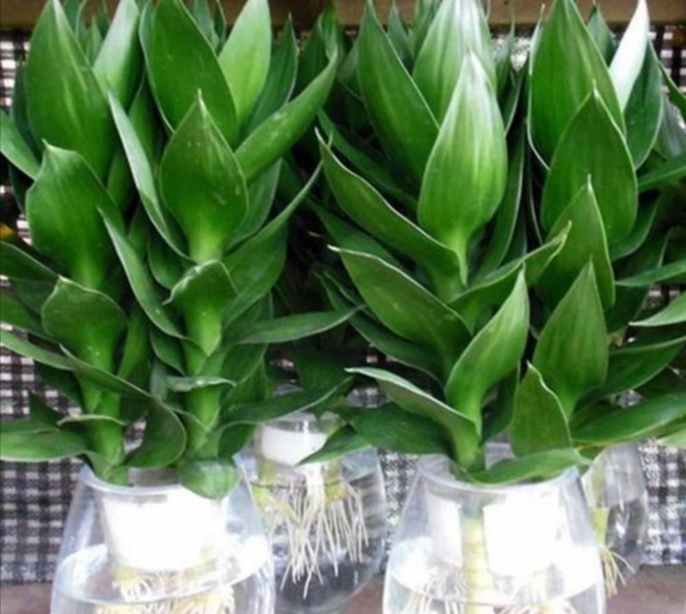 水培富贵竹,做好重要几点,不黄叶,长势茂盛