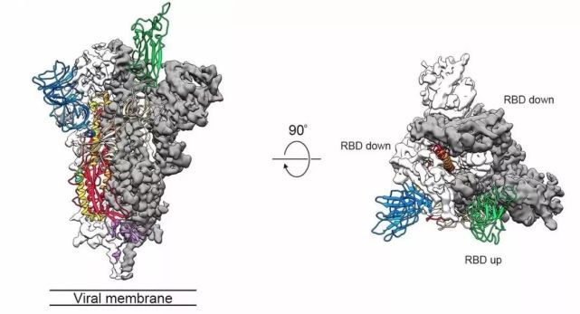 解析science新冠病毒论文s蛋白电镜图首次公布有助开发新冠疫苗