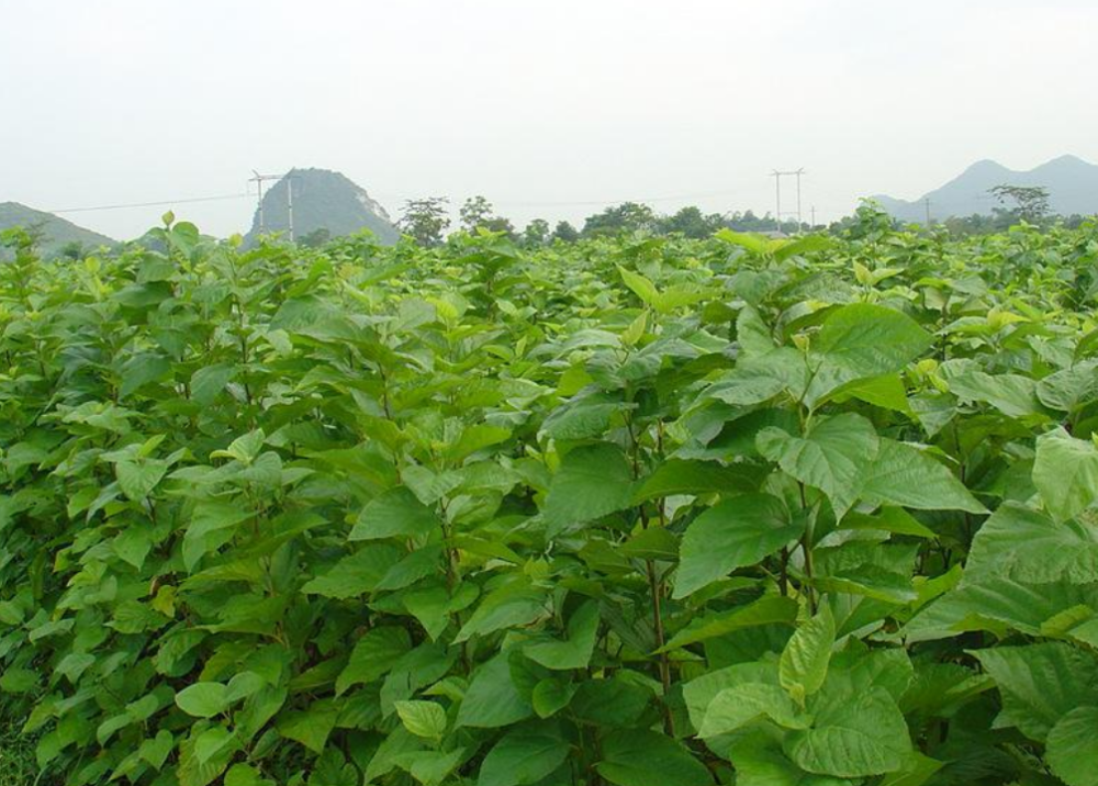 桑树种植技术(桑树种植技术服务)