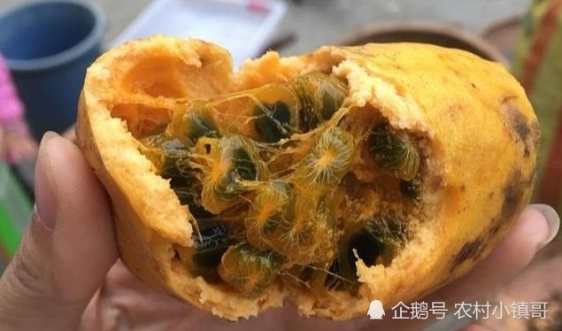 农村山上的一种野果是80后90后儿时的零食