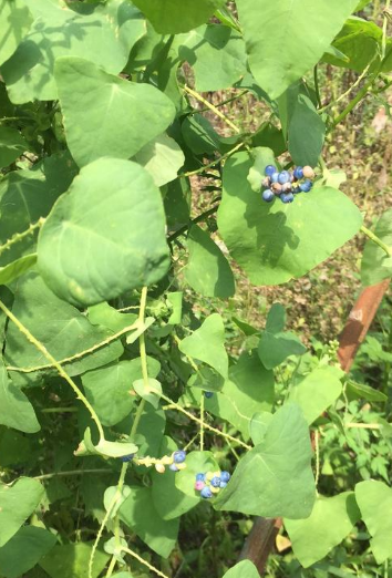 乡间一种奇特藤草叶片上长果实毒蛇见了都躲着走价值高